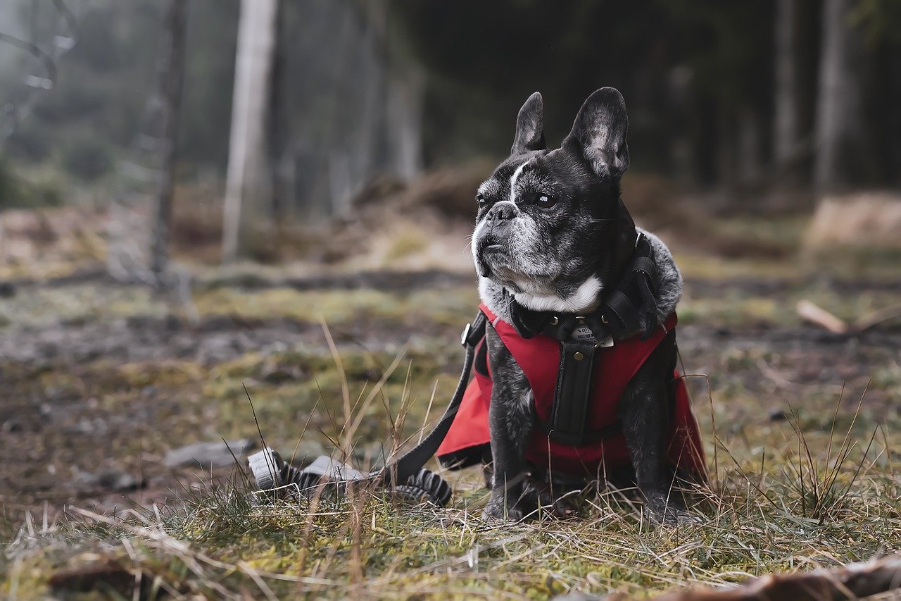 The Dilemmas of Ethics in Veterinary Medicine
